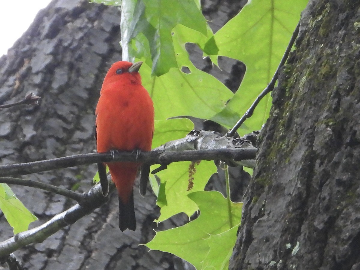 Scarlet Tanager - ML619596803