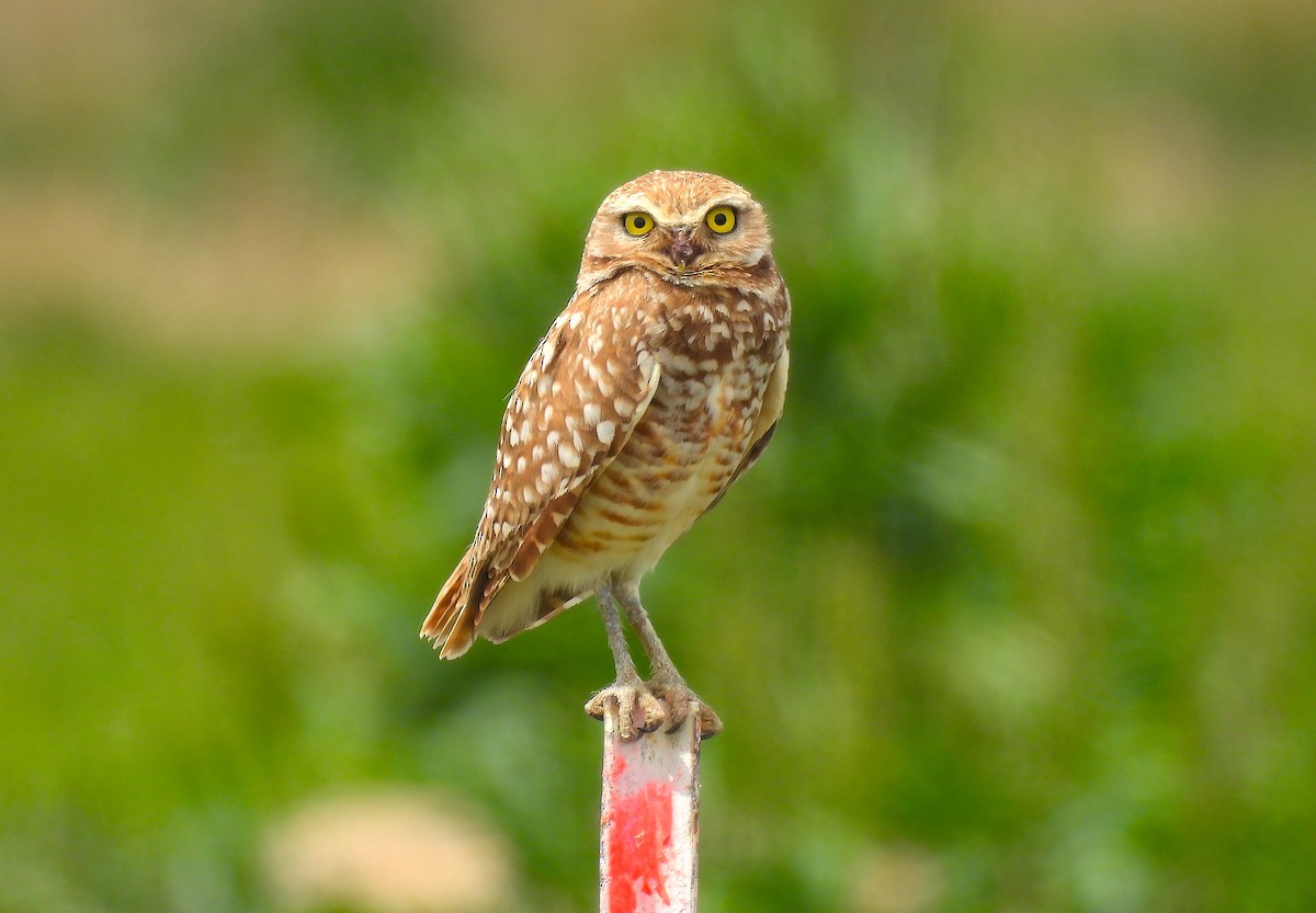 Burrowing Owl - ML619596804