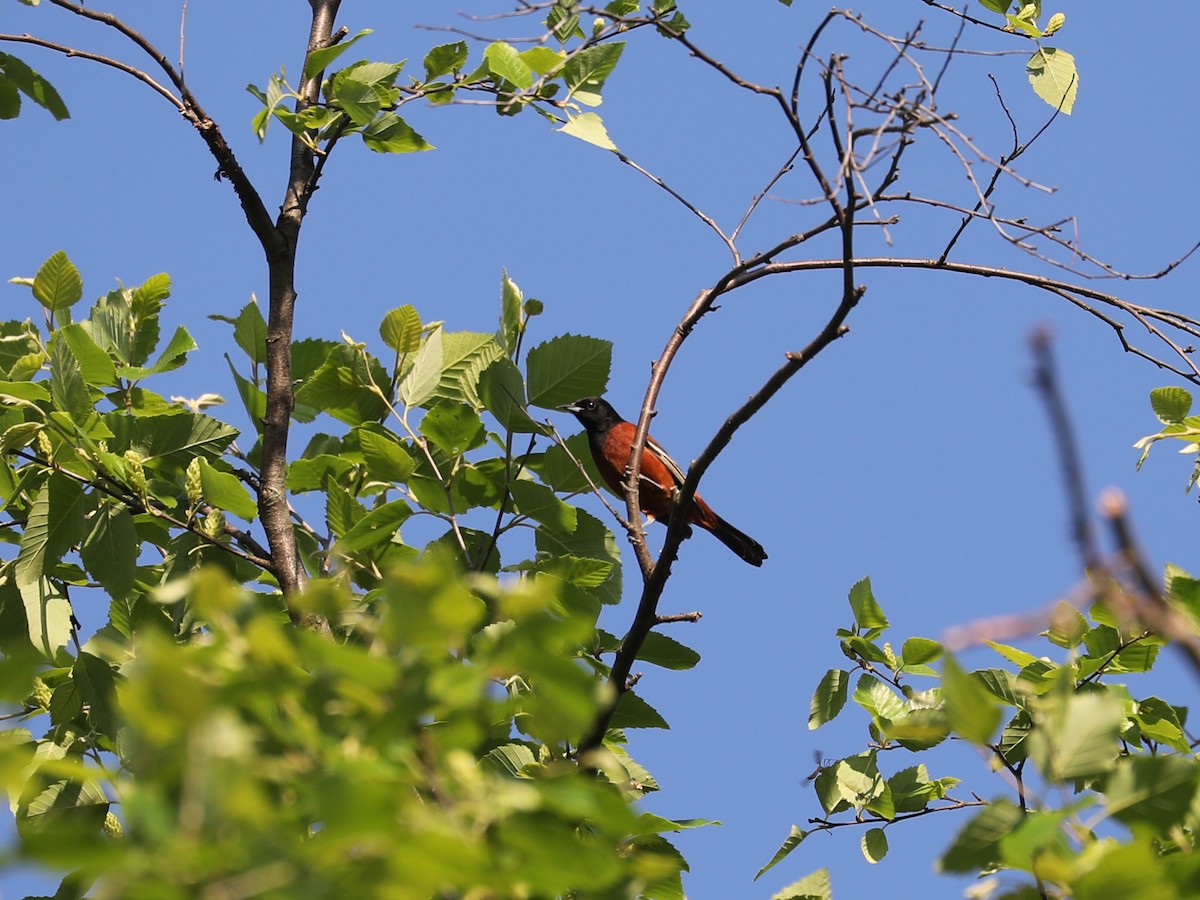 Orchard Oriole - ML619596809