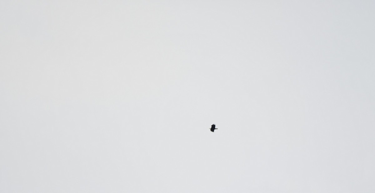 Белоголовый орлан - ML619596819