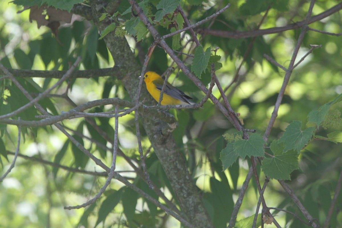 Prothonotary Warbler - ML619596874