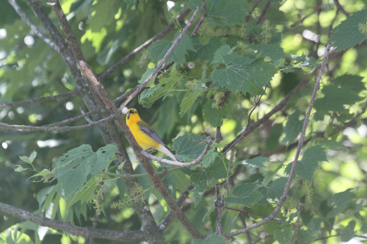 Prothonotary Warbler - ML619596882