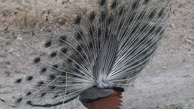 Indian Peafowl - ML619596943