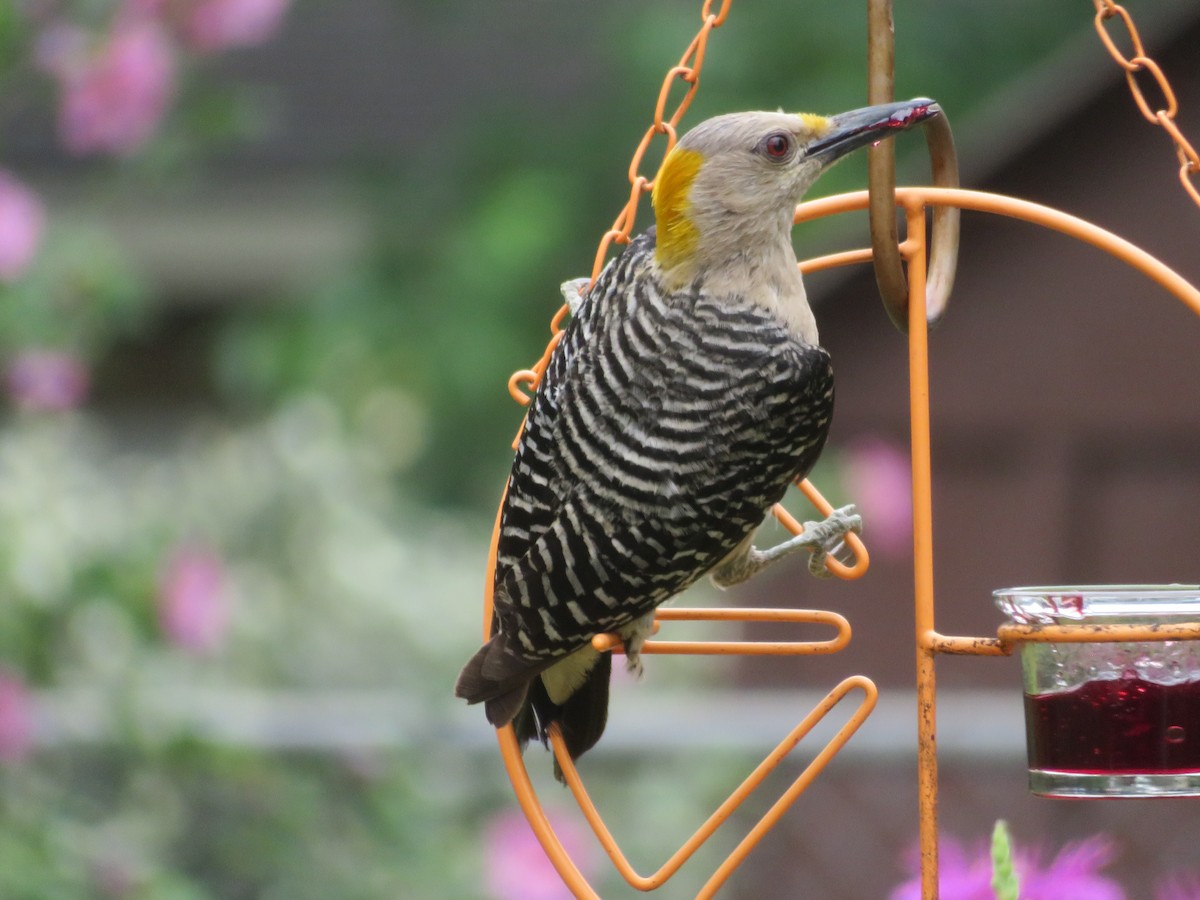 Golden-fronted Woodpecker - ML619596977