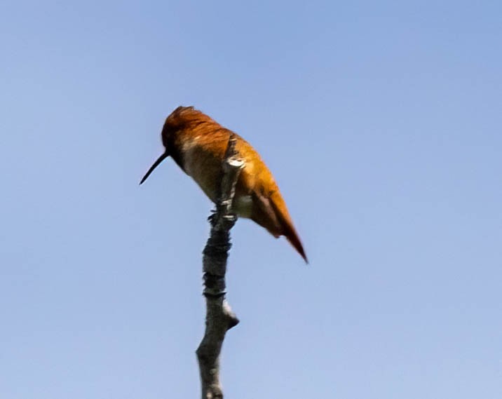 Rufous Hummingbird - ML619596984