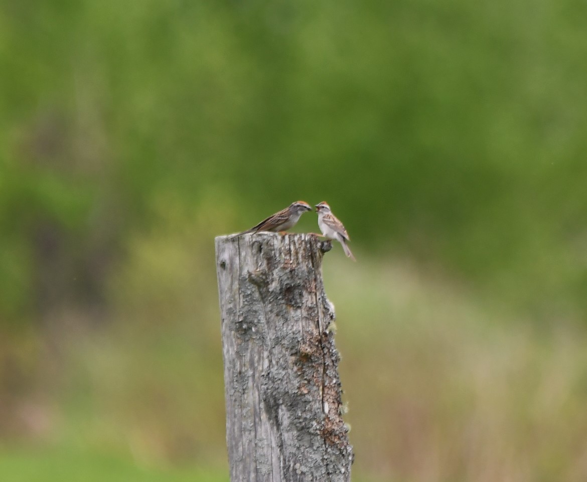 Chipping Sparrow - ML619597059