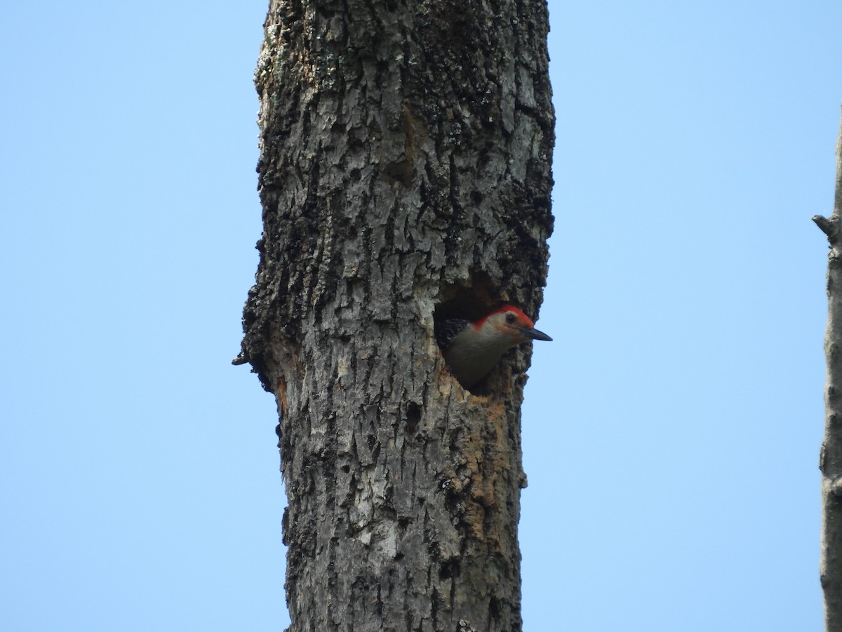 Red-bellied Woodpecker - ML619597064