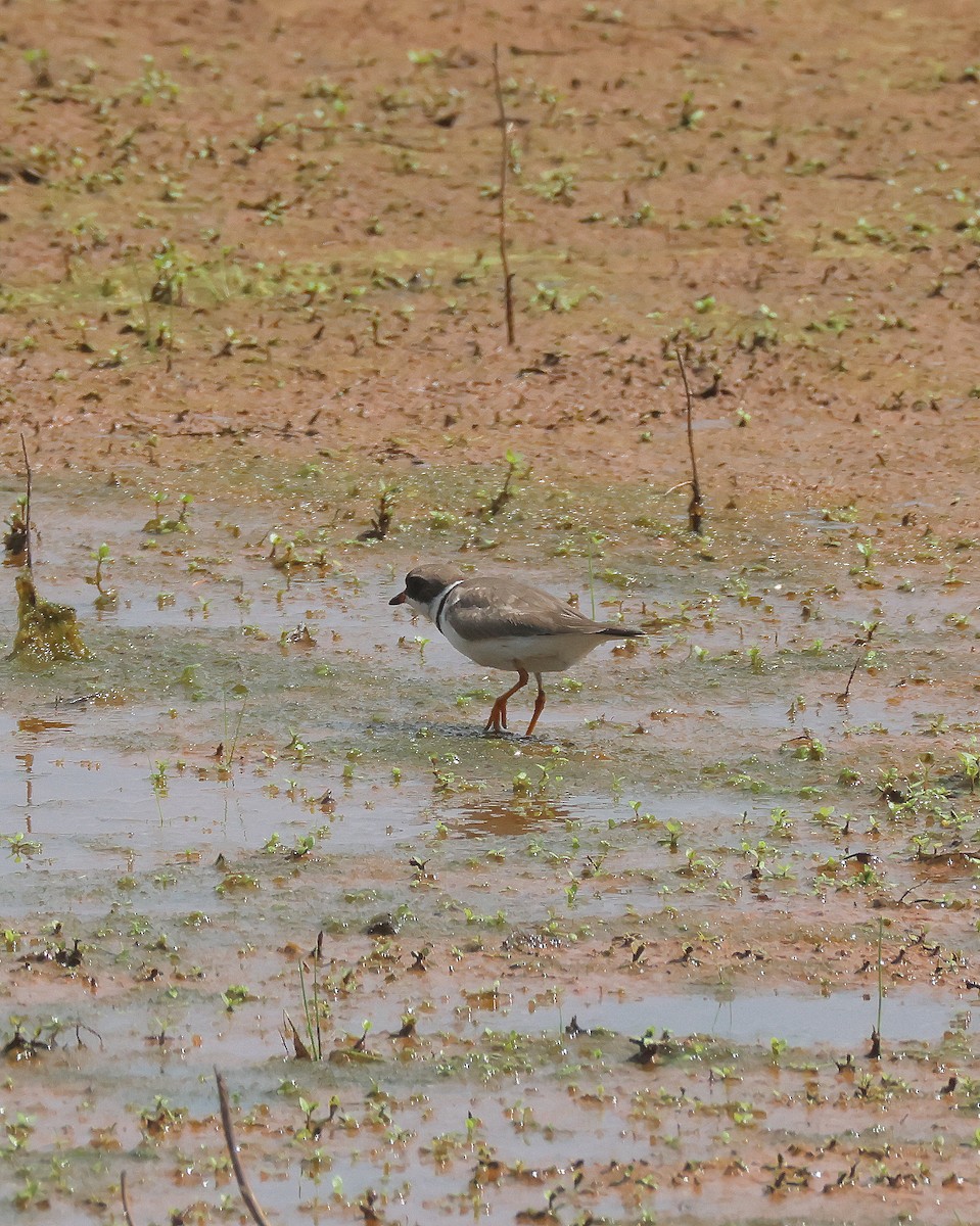 Semipalmated Plover - ML619597104