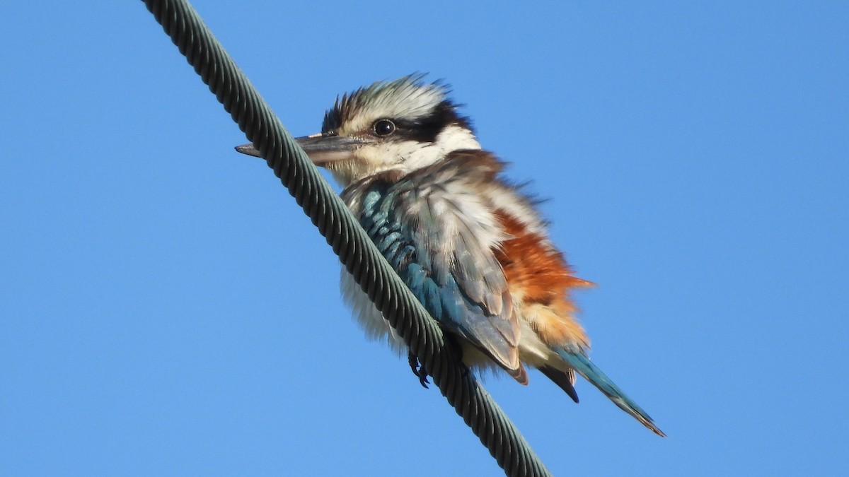 Red-backed Kingfisher - ML619597186