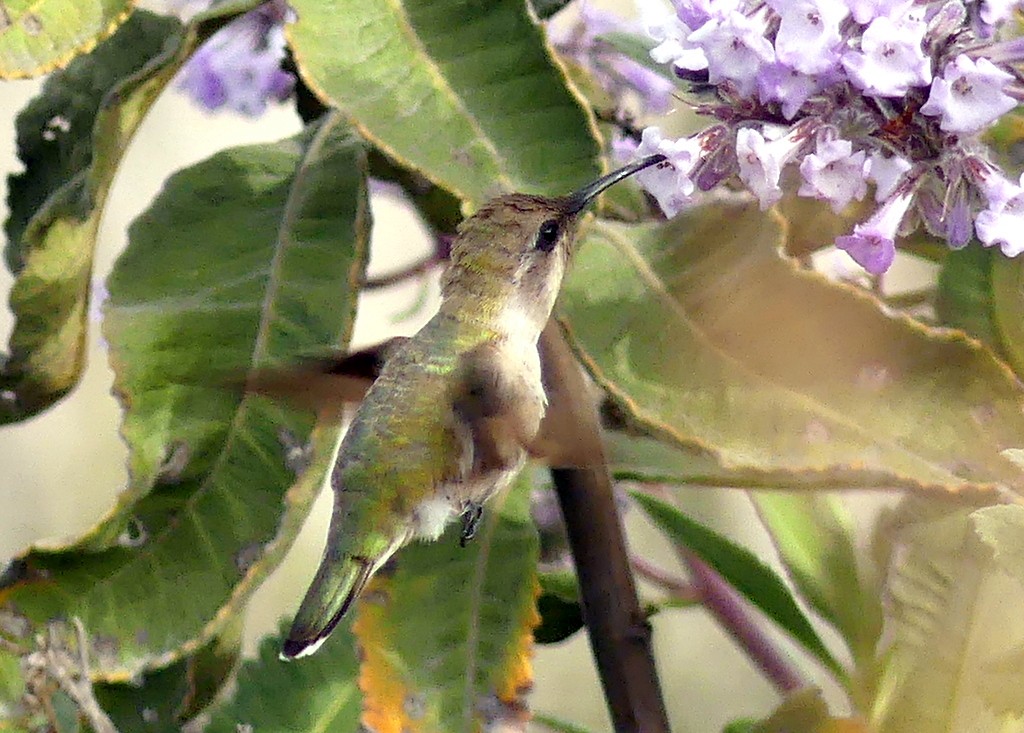 Costa's Hummingbird - ML619597192