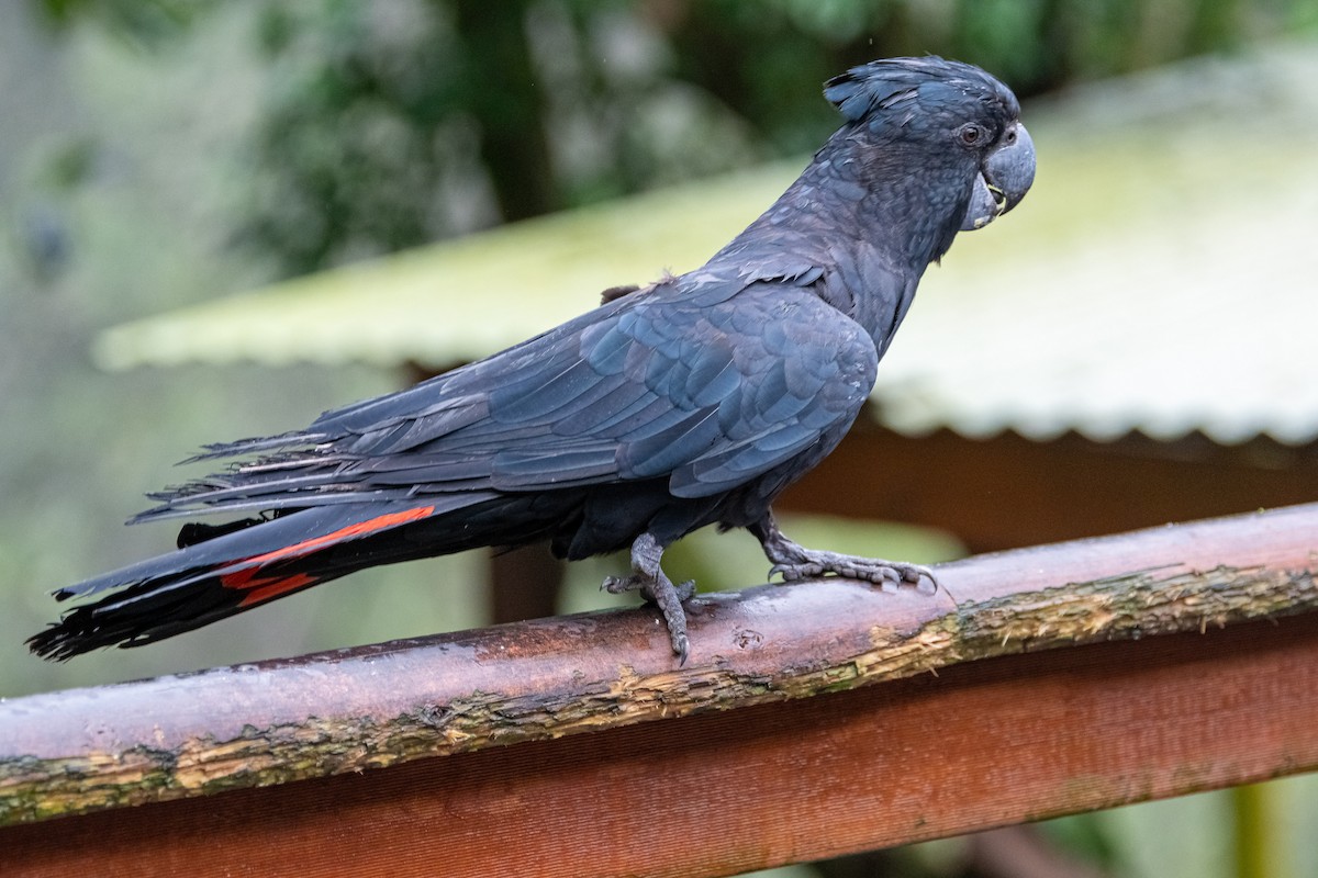 Red-tailed Black-Cockatoo - ML619597198