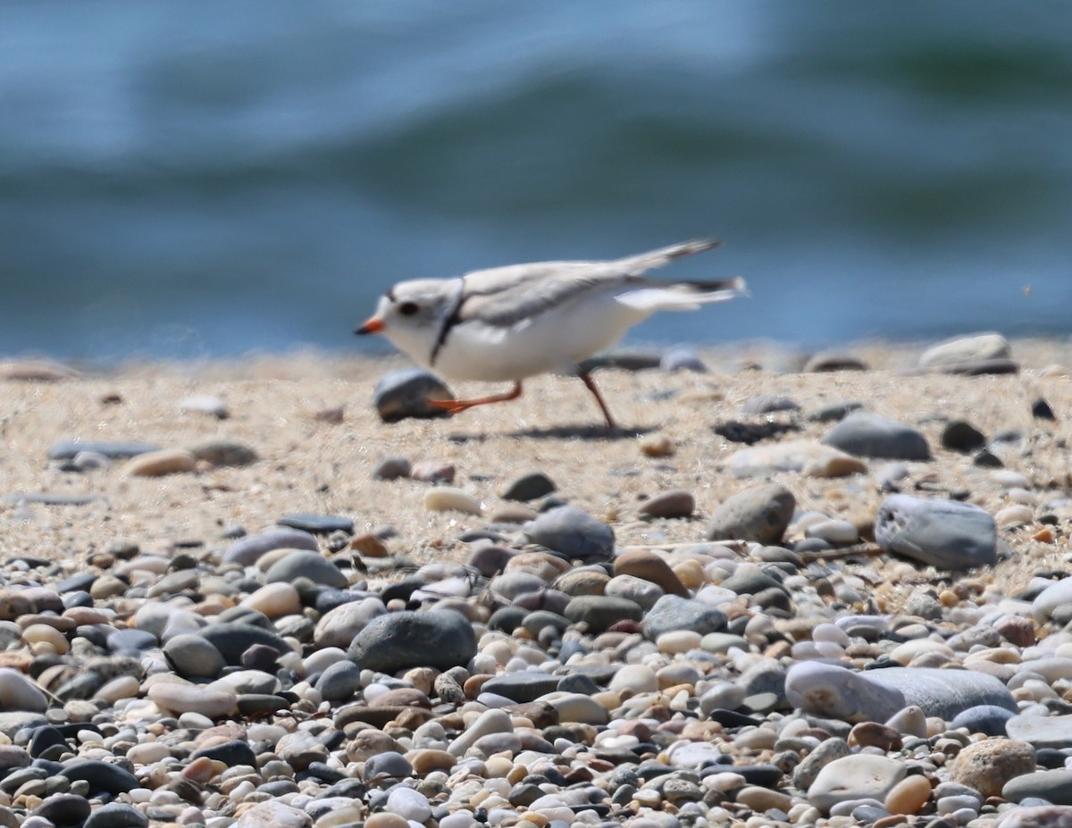 Piping Plover - ML619597296