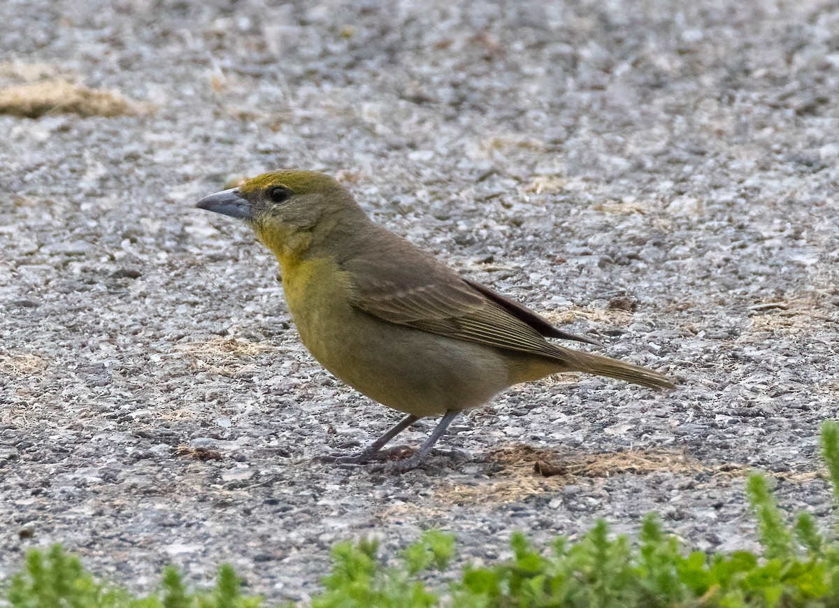 Hepatic Tanager - ML619597304