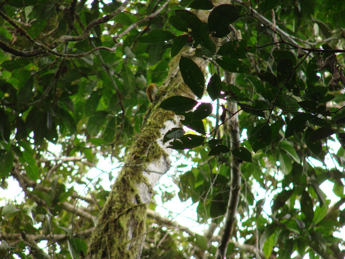 White-throated Woodpecker - ML619597331