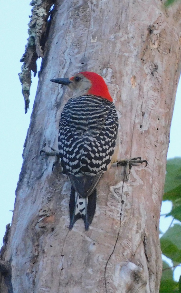 Red-bellied Woodpecker - ML619597403
