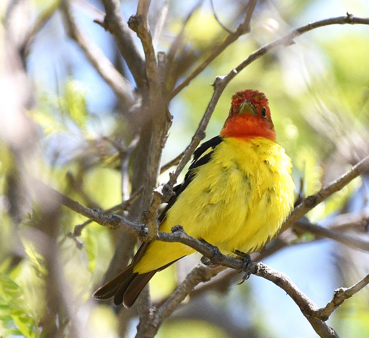 Western Tanager - ML619597416