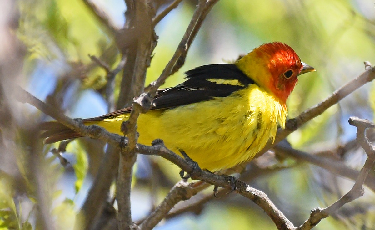 Western Tanager - ML619597417