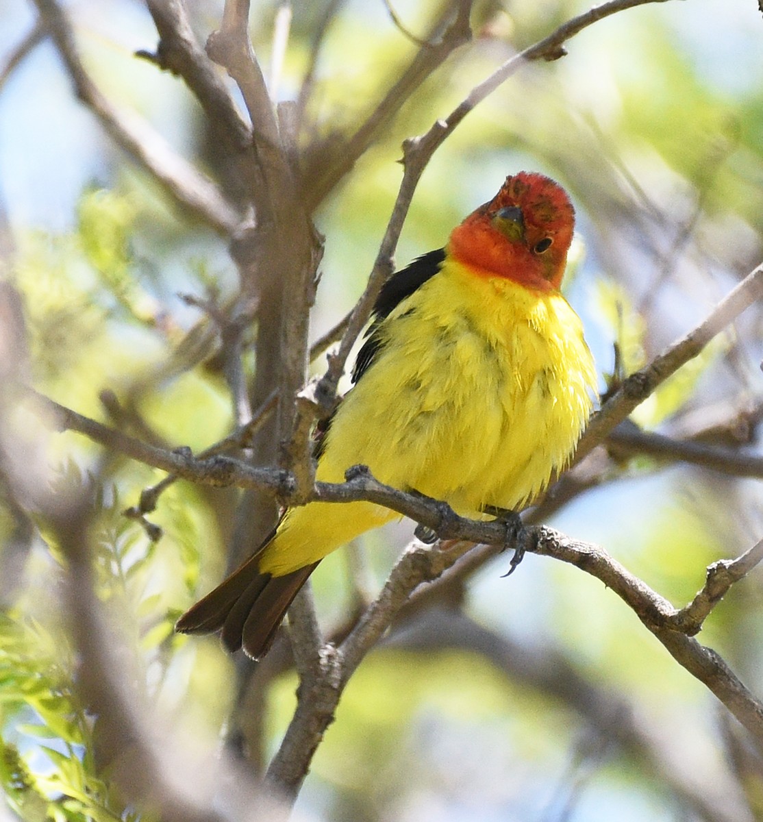 Western Tanager - ML619597420