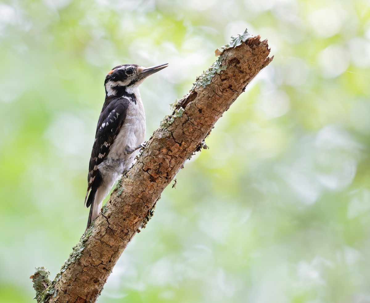 Hairy Woodpecker (Eastern) - ML619597429