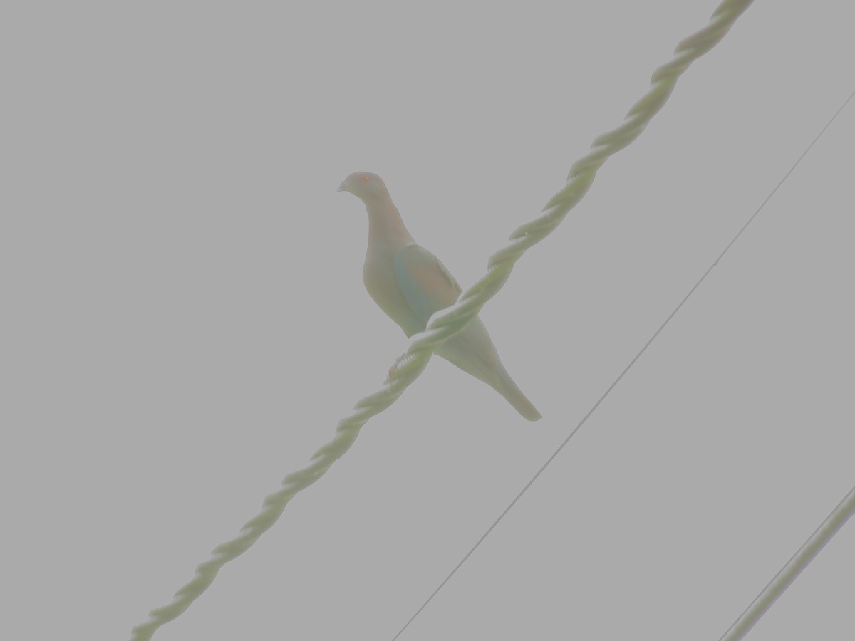 Red-billed Pigeon - ML619597460