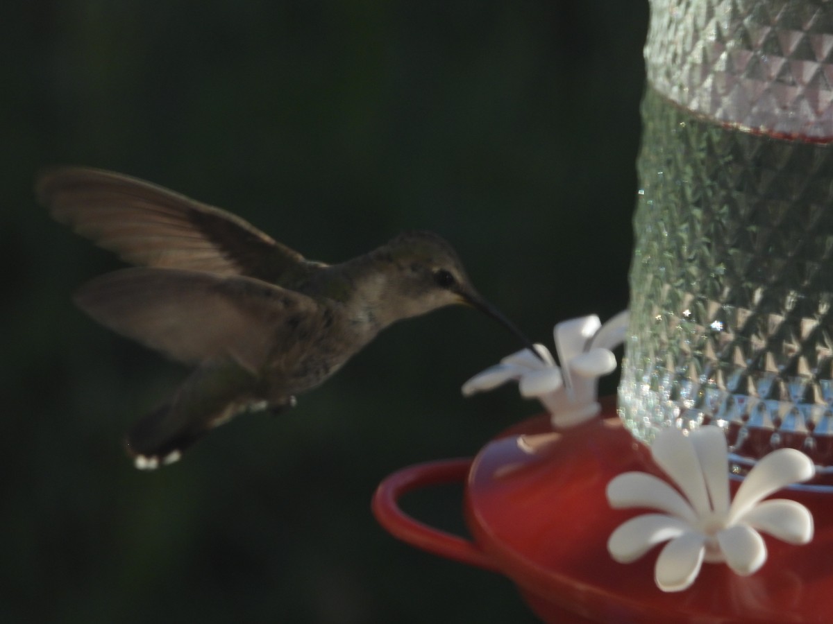 Costa's Hummingbird - ML619597472
