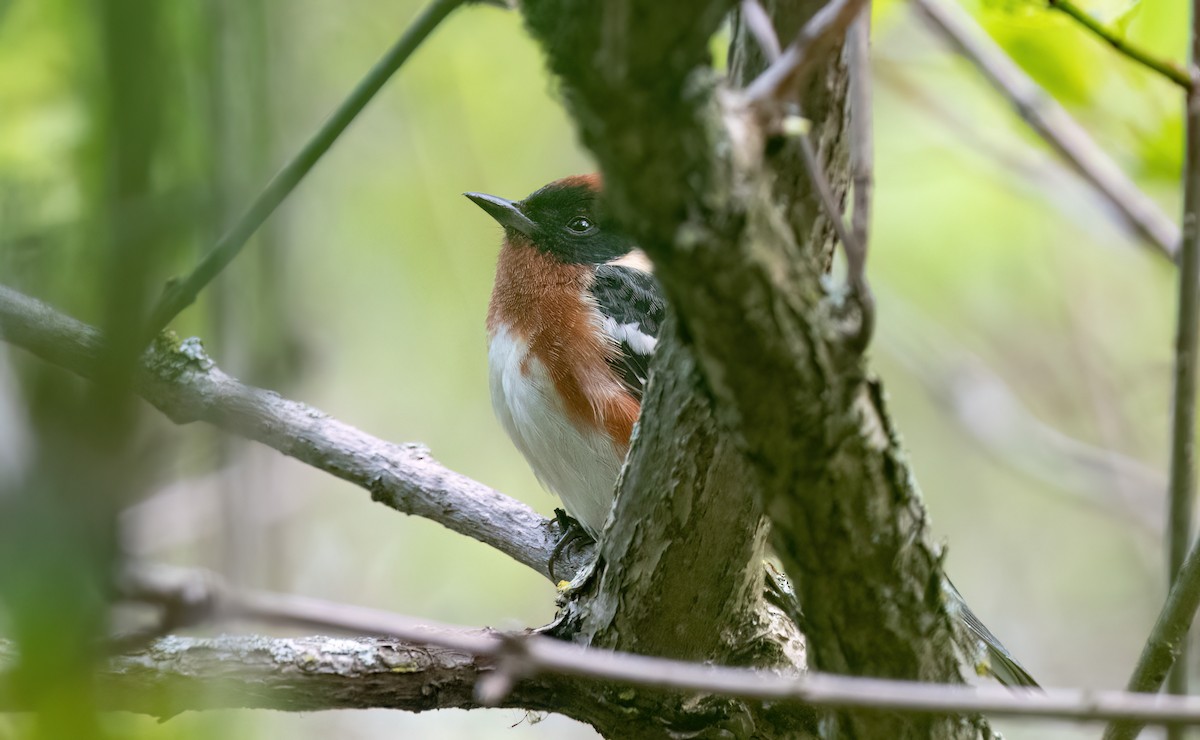 Bay-breasted Warbler - ML619597484