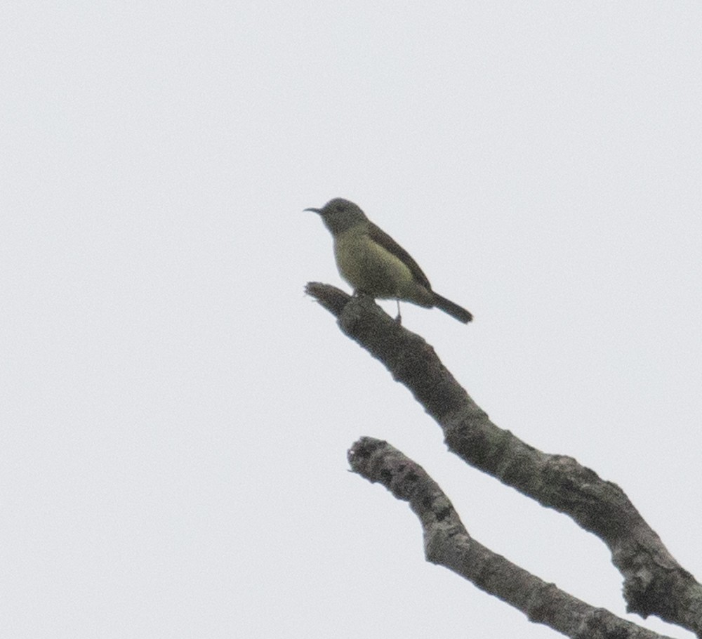 Black-throated Sunbird - ML619597505