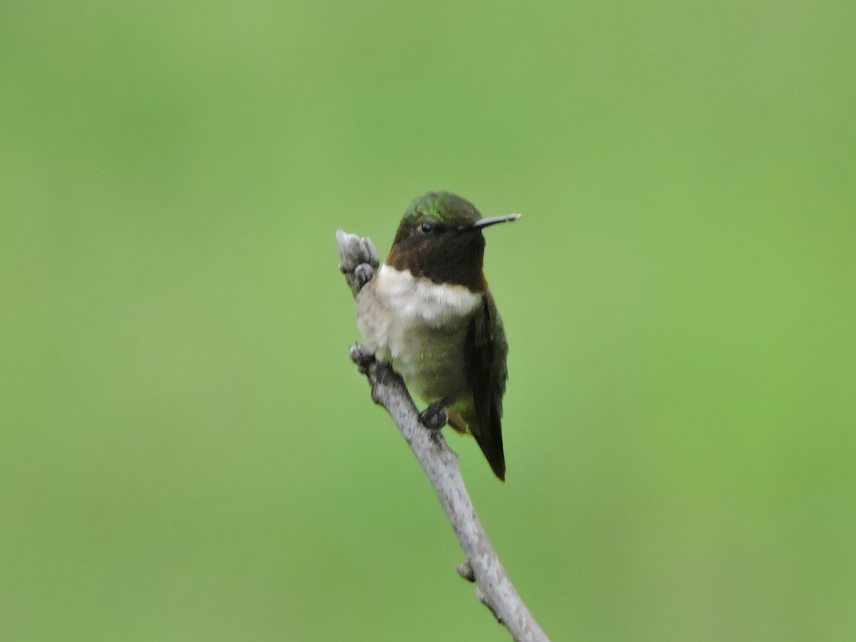 Ruby-throated Hummingbird - ML619597531