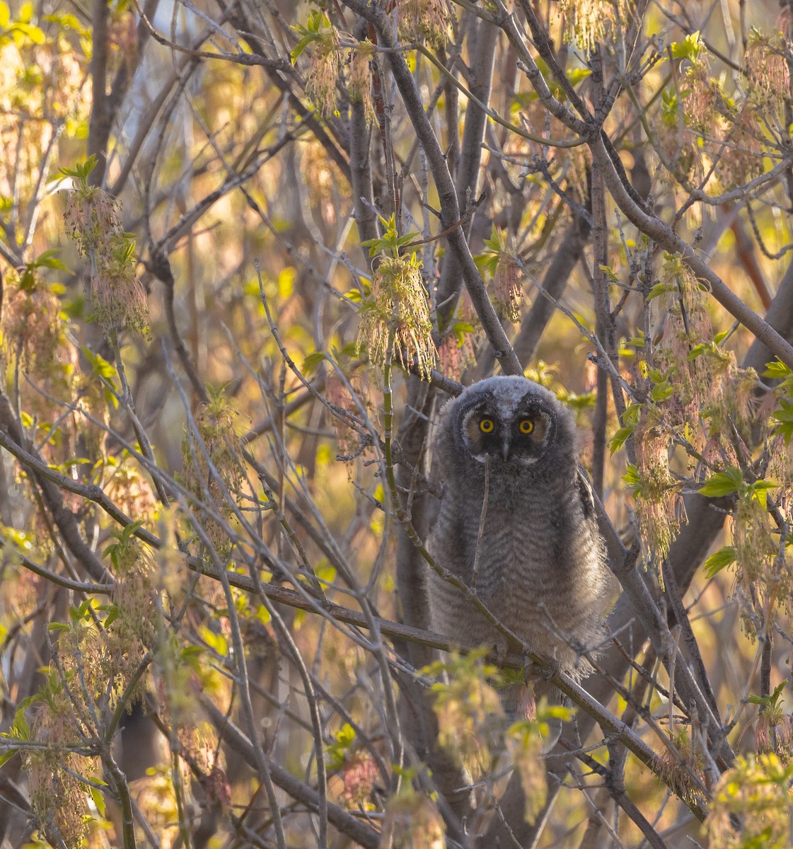 Long-eared Owl - ML619597533