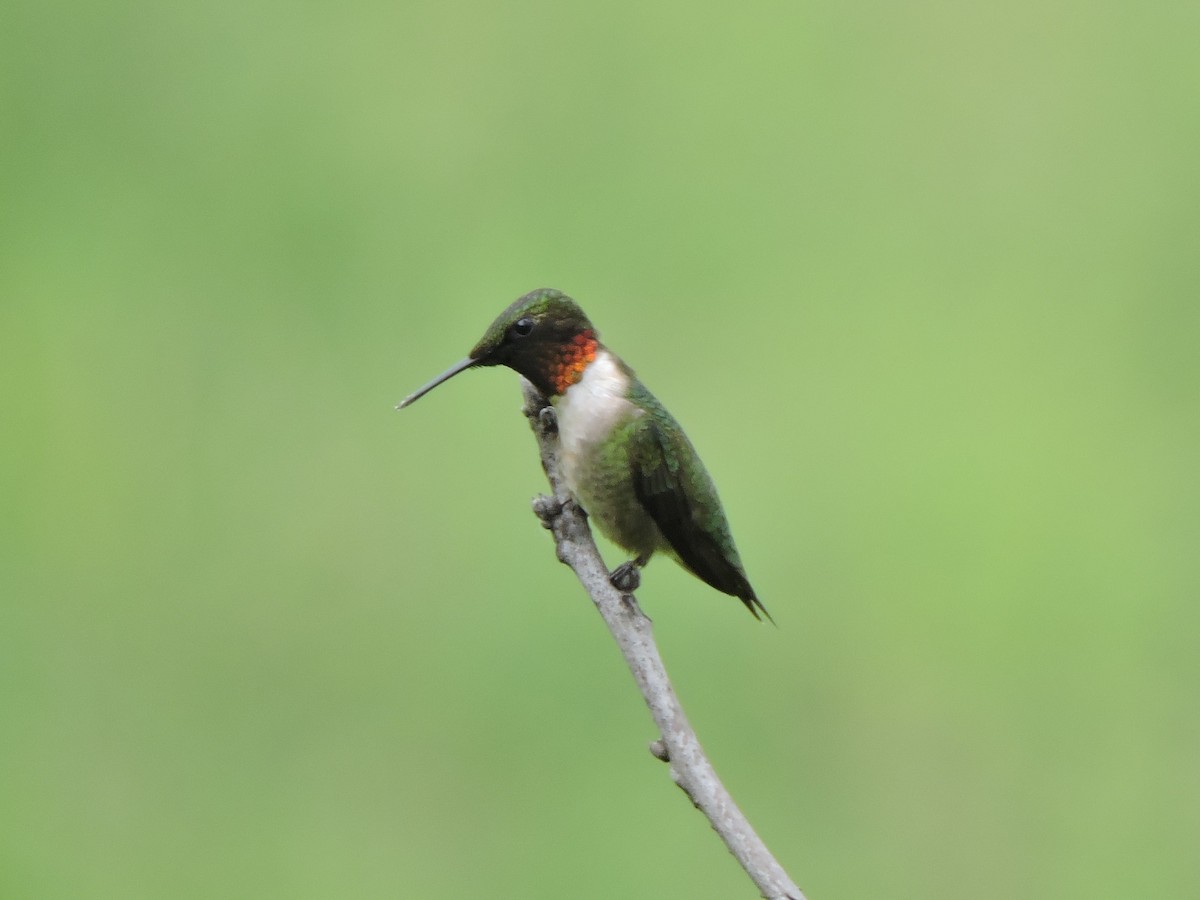 Ruby-throated Hummingbird - ML619597535