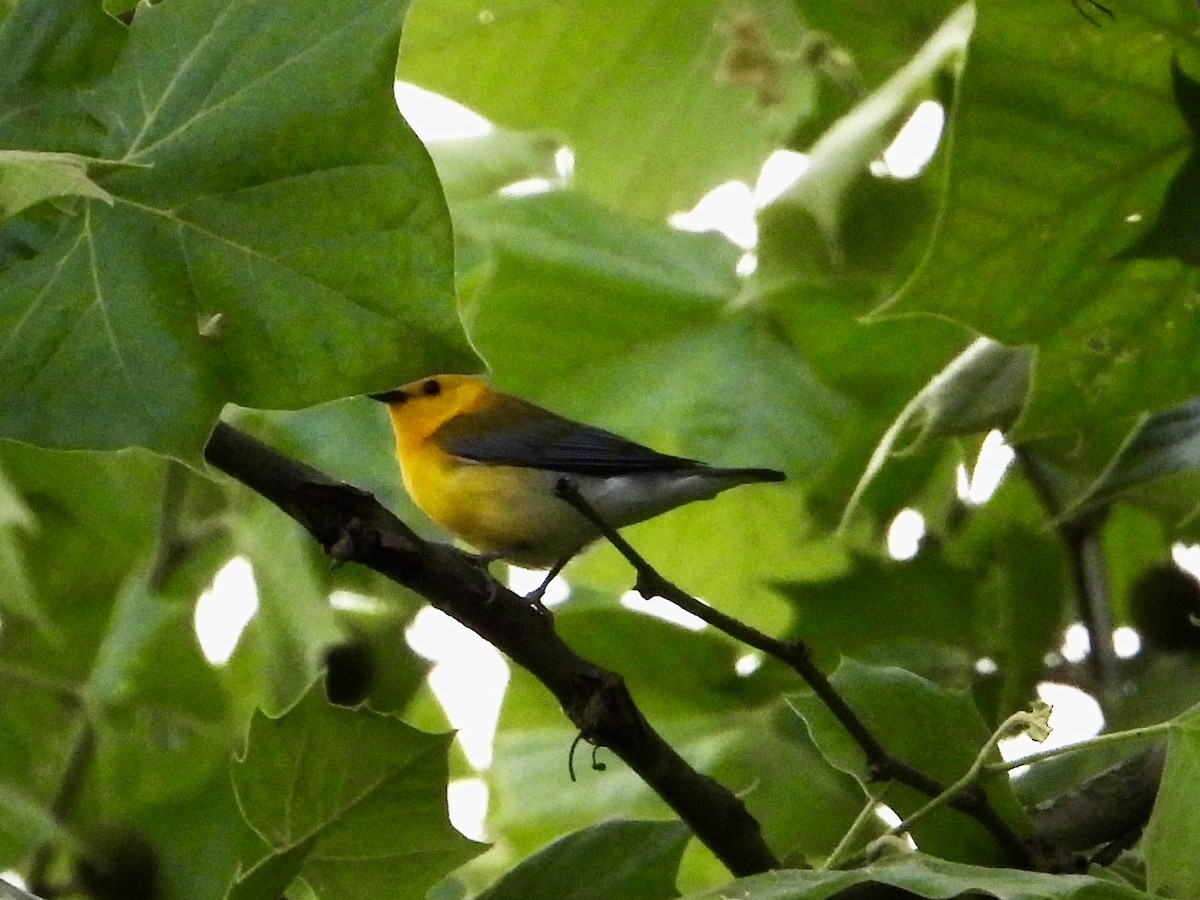 Prothonotary Warbler - ML619597540