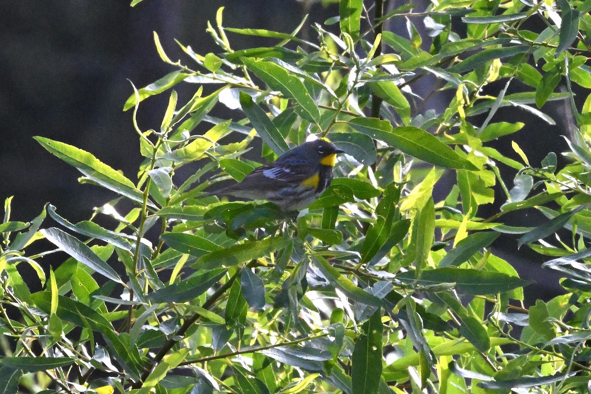 Yellow-rumped Warbler (Audubon's) - ML619597541