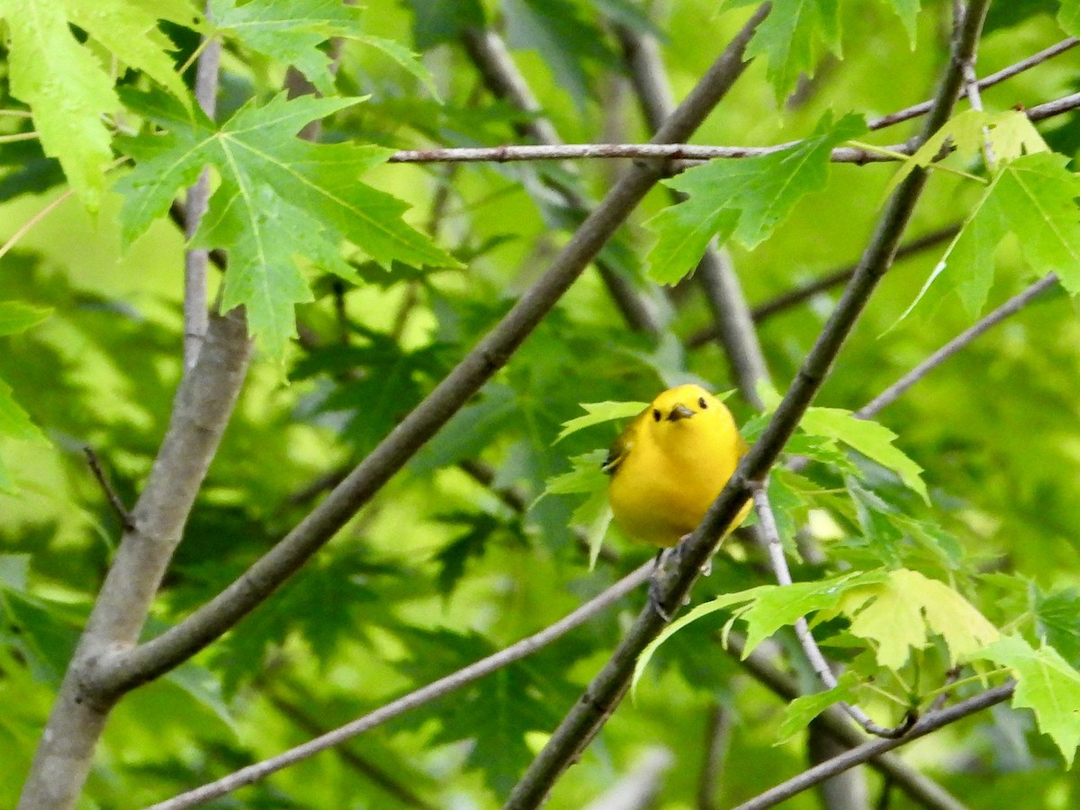 Prothonotary Warbler - ML619597542