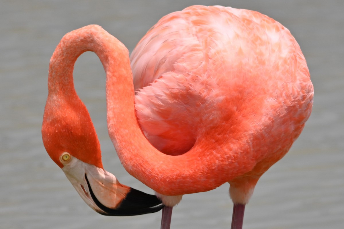 Amerika Flamingosu - ML619597548