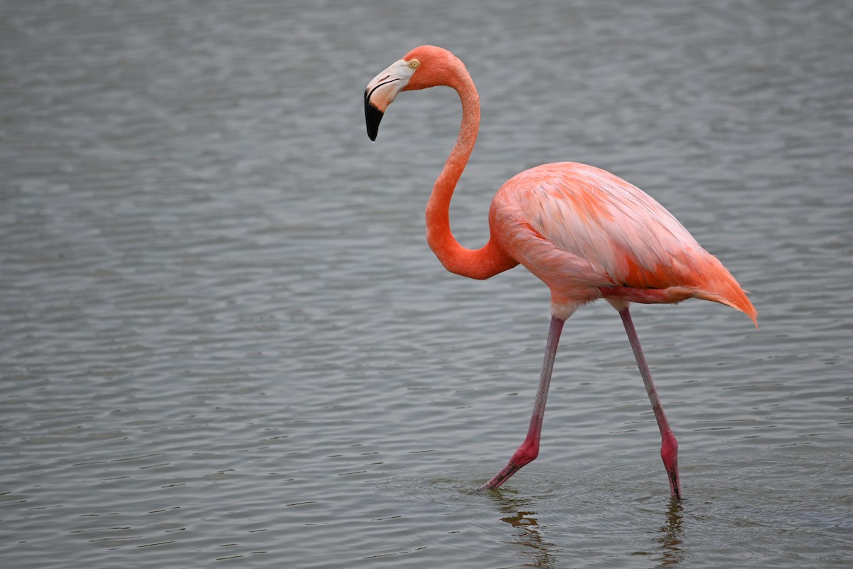 Amerika Flamingosu - ML619597562