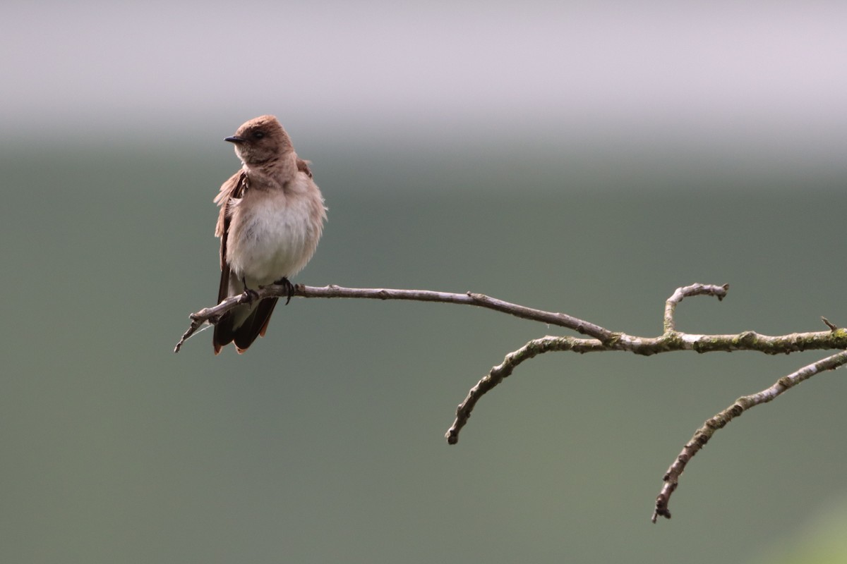 Northern Rough-winged Swallow - ML619597576