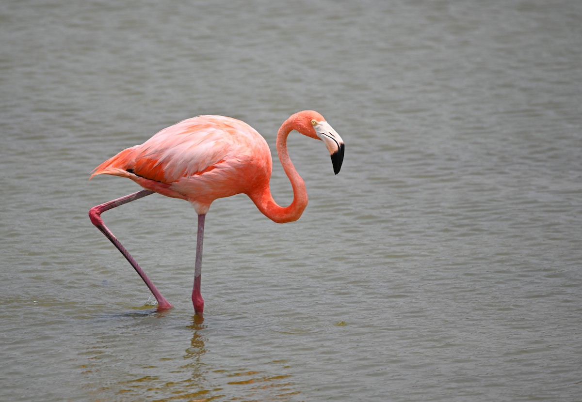 Amerika Flamingosu - ML619597580