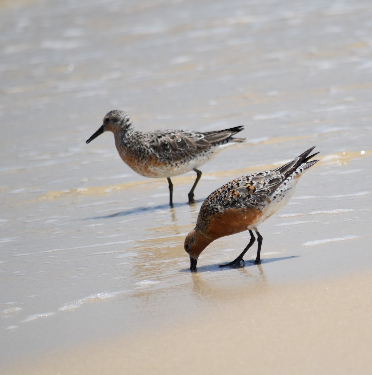 Red Knot - ML619597593