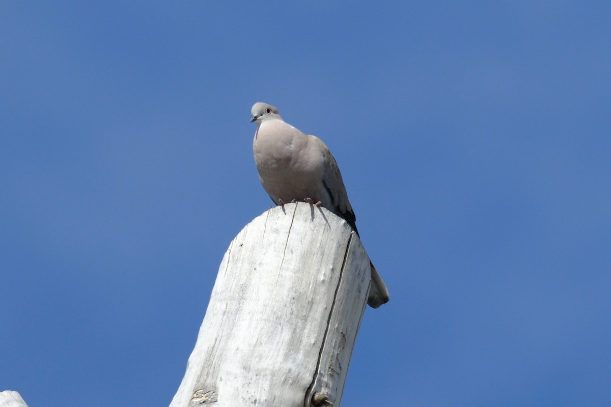 Eurasian Collared-Dove - ML619597594