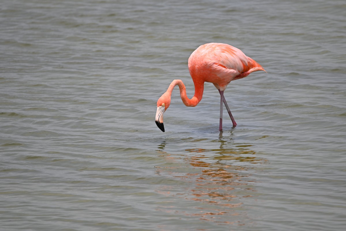 Amerika Flamingosu - ML619597600