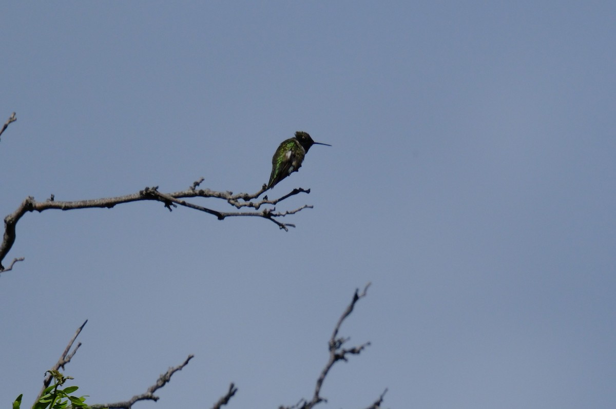 Black-chinned Hummingbird - ML619597612