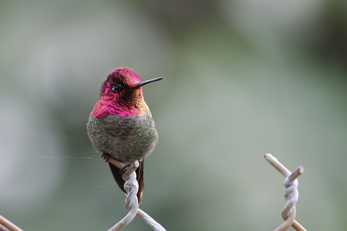 Anna's Hummingbird - ML619597613