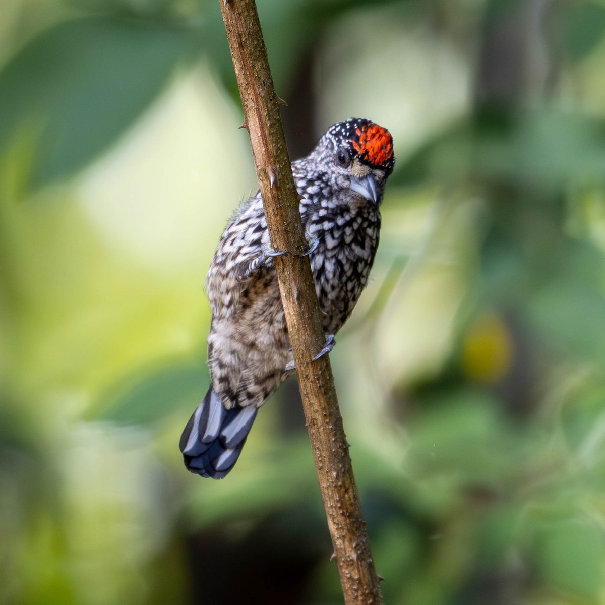 White-wedged Piculet - ML619597618