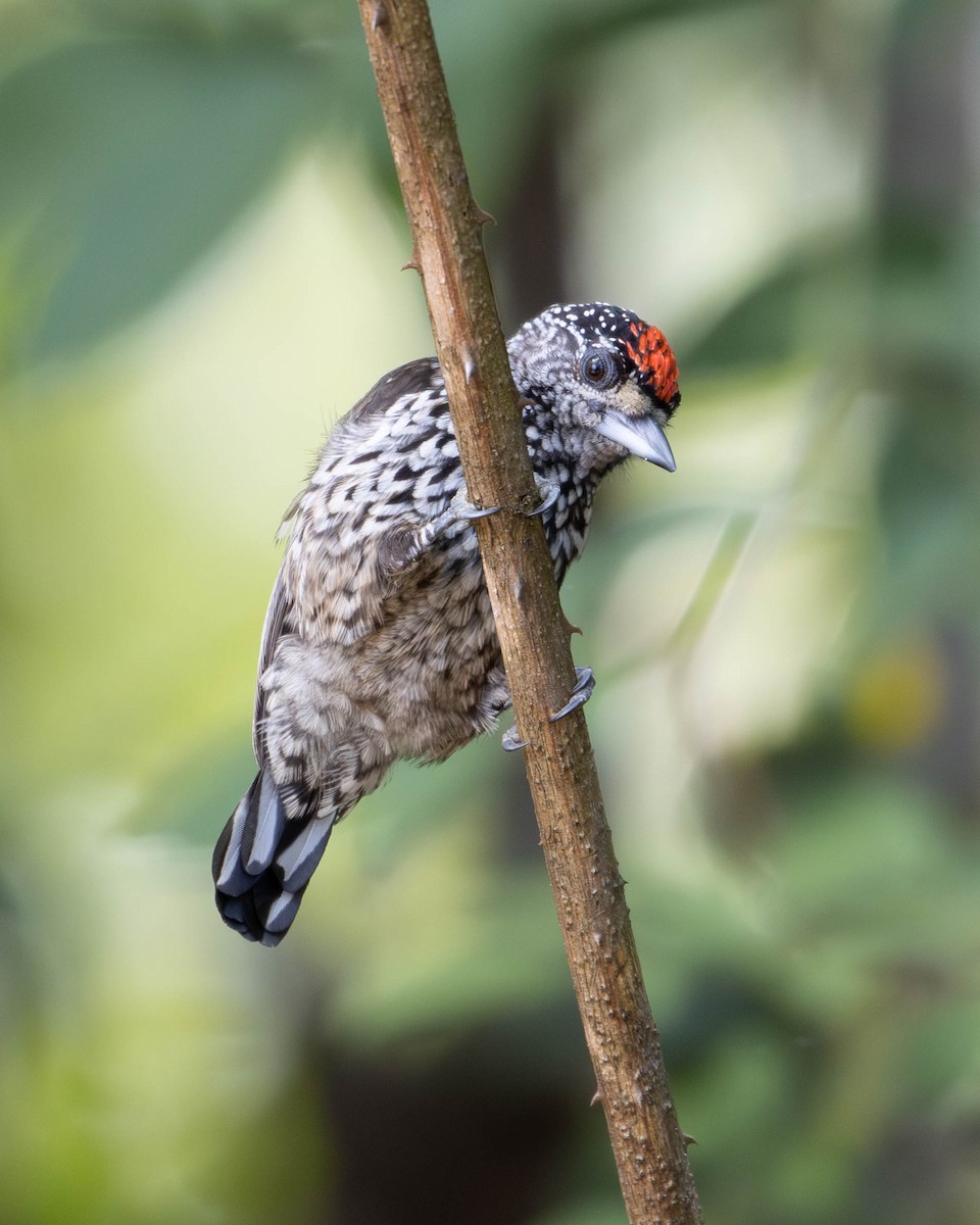 White-wedged Piculet - ML619597619