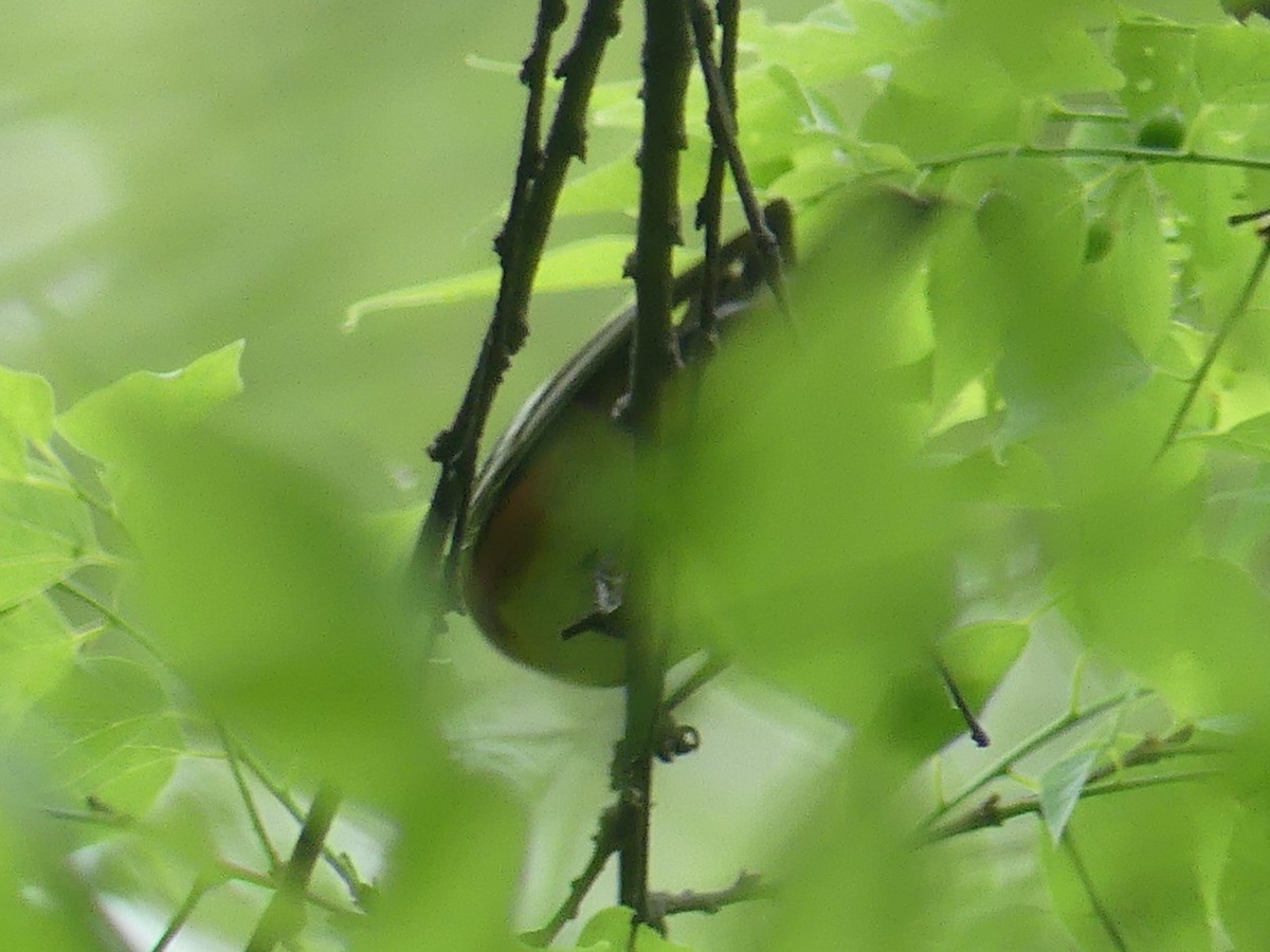 Bay-breasted Warbler - ML619597685