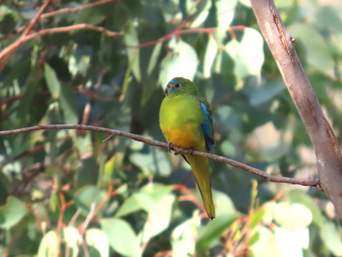 Turquoise Parrot - ML619597706