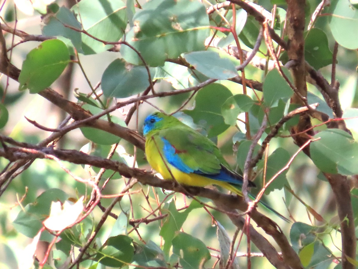 Turquoise Parrot - ML619597707