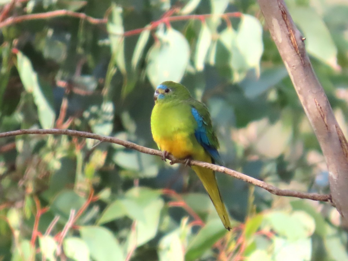 Turquoise Parrot - ML619597708
