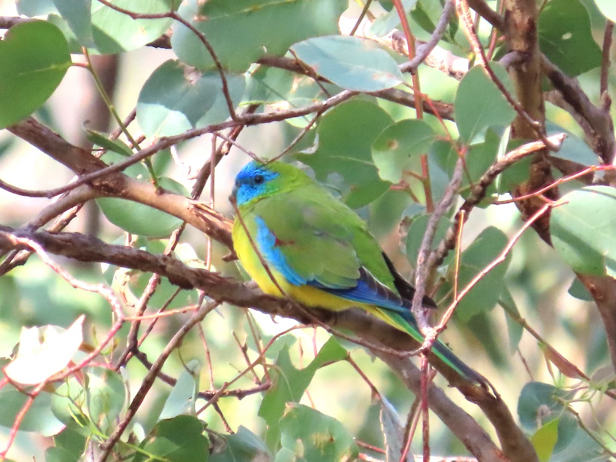 Turquoise Parrot - ML619597709