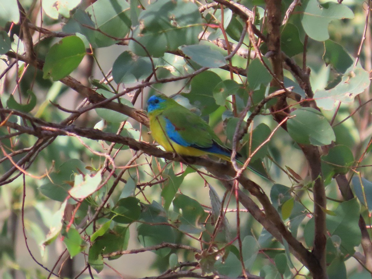 Turquoise Parrot - ML619597720